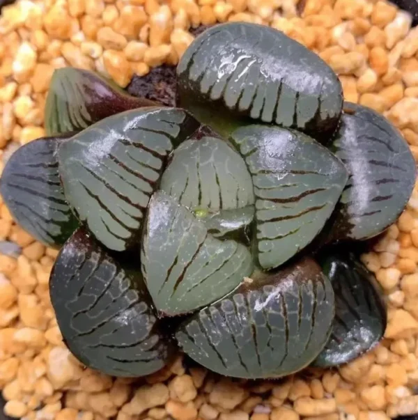 3PCS Haworthia Comptioniana Springbokvlakensis Hybrid Succulent Plant 4-5CM