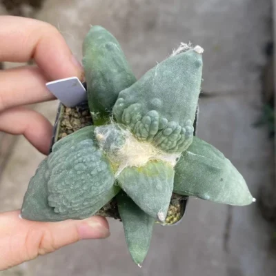 Rareplant Succulent Ariocarpus furfuraceus var. magnificus seedgrowth WYSIWYG 2