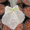 Astrophytum Myriostigma Onzuka Cactus Plants Beautiful Cactus 5CM