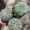 3PCS 4-5cm Astrophytum asterias Primitive succulent plants beautiful