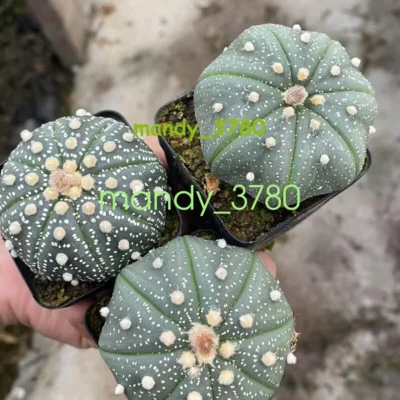 3PCS 4-5cm Astrophytum asterias Primitive succulent plants beautiful