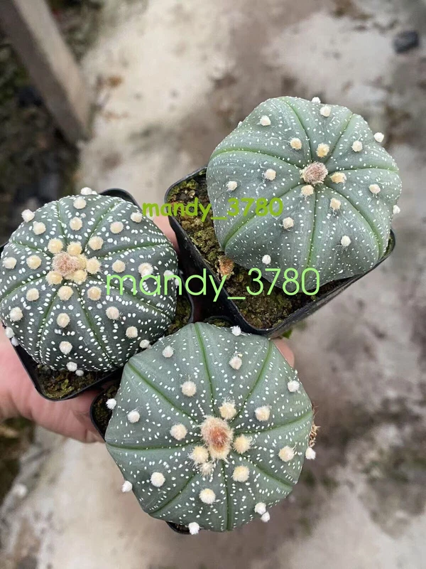 3PCS 4-5cm Astrophytum asterias Primitive succulent plants beautiful