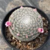 RareSucculent plant Mammillaria brauneana seedgrowth Garden Décor Boutique6-8CM