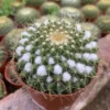 2PCS RareSucculent Plant Mammillaria marksiana Garden Décor Boutique ownroot