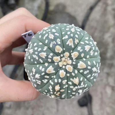 Succulent Plant Astrophytum asterias V type Seedgrown WYSIWYG Unique #T6