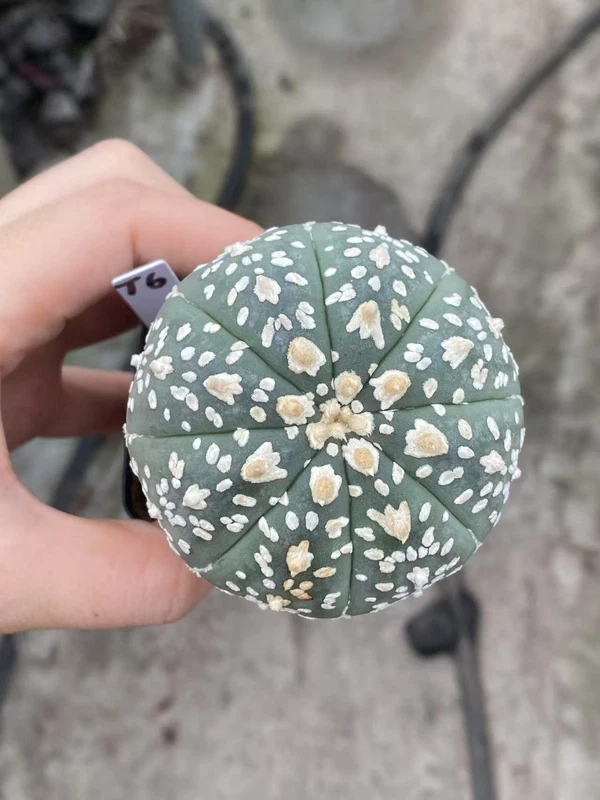 Succulent Plant Astrophytum asterias V type Seedgrown WYSIWYG Unique #T6