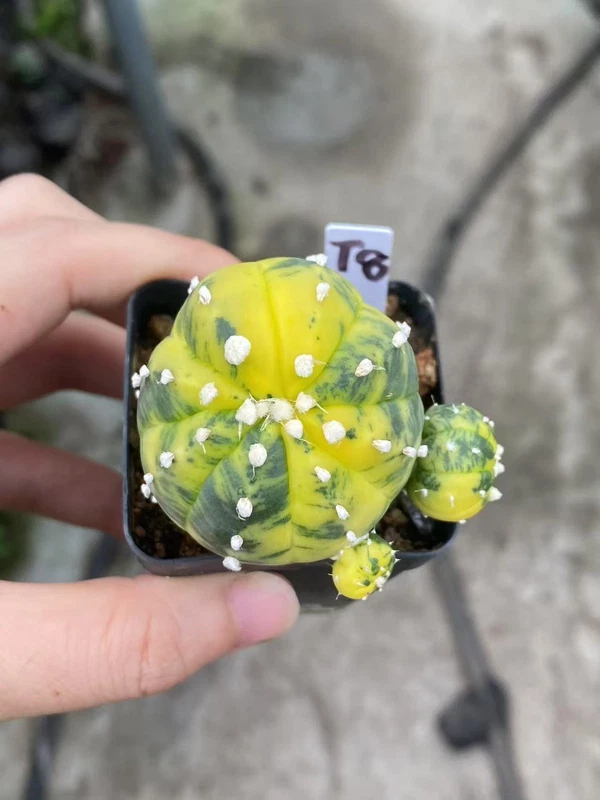 RareSucculent plant Astrophytum asterias Variegated seedgrowth WYSIWYG T8