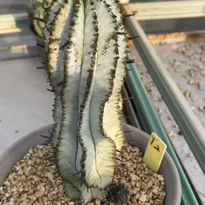 Euphorbia horrida RareSucculent cactus plant Garden beautiful Plants WYSIWYG