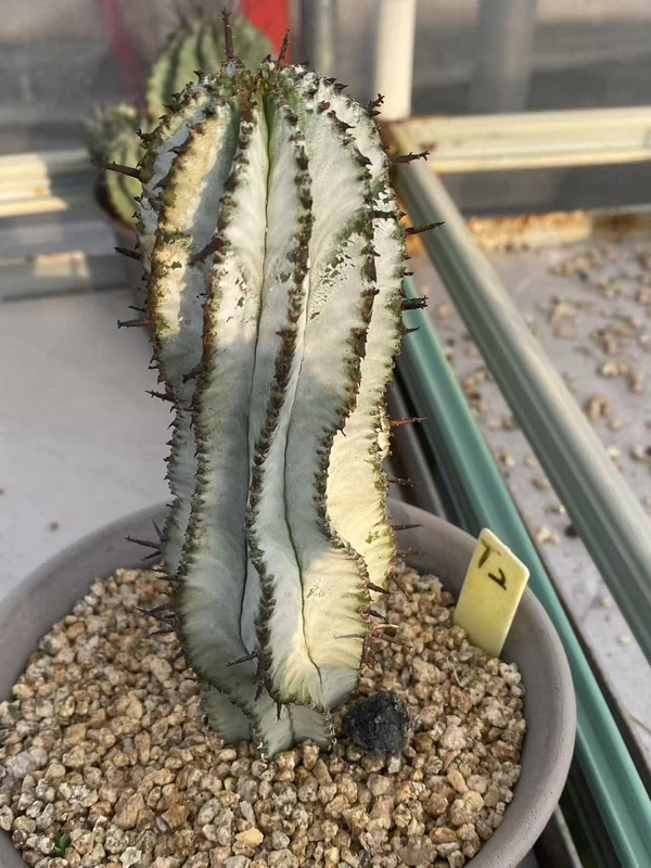 Euphorbia horrida RareSucculent cactus plant Garden beautiful Plants WYSIWYG