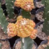 cactus Succulent Cintia knizii beautiful Plants Garden Décor Boutique