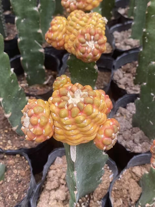 cactus Succulent Cintia knizii beautiful Plants Garden Décor Boutique