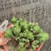 RareSucculent Plant Astrophytum myriostigma var. column Monstata WYSIWYG 80#
