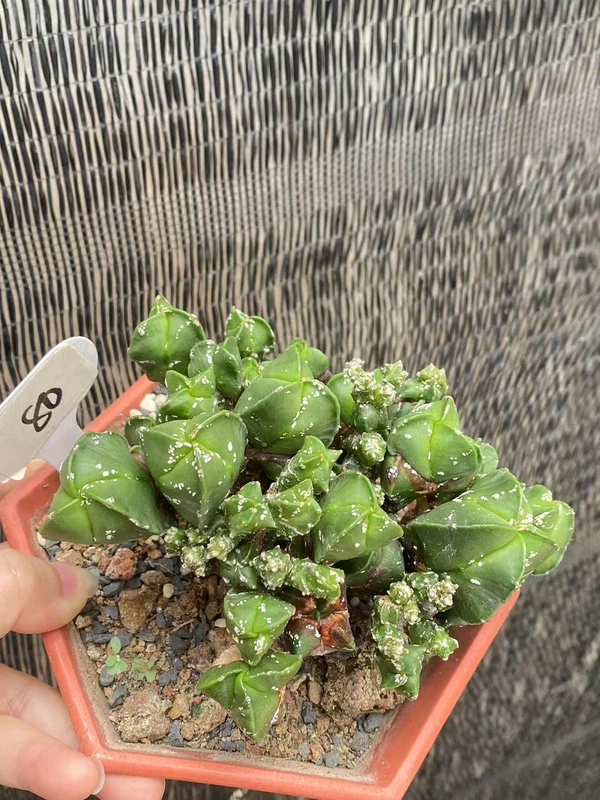 RareSucculent Plant Astrophytum myriostigma var. column Monstata WYSIWYG 80#