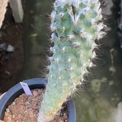 OLD Turbinicarpus gielsdorfianus succulent Cactus seedgrowth WYSIWYG 2