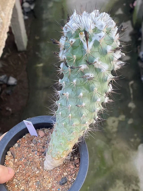 OLD Turbinicarpus gielsdorfianus succulent Cactus seedgrowth WYSIWYG 2