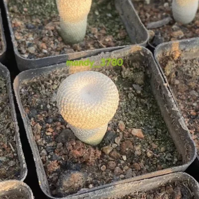 Succulent Plant Epithelantha micromeris subsp. bokei SeedGrowth 1.5CM