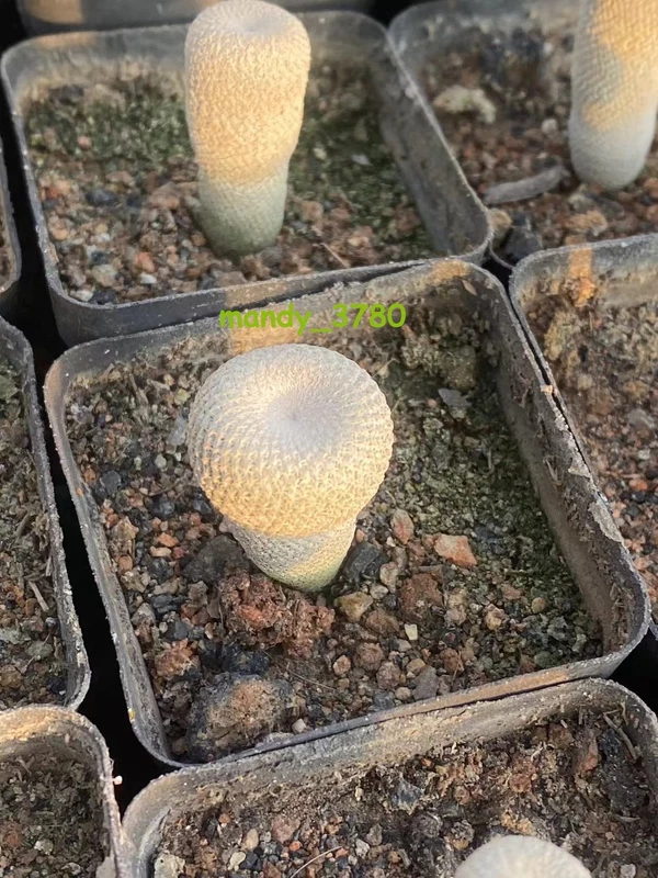 Succulent Plant Epithelantha micromeris subsp. bokei SeedGrowth 1.5CM