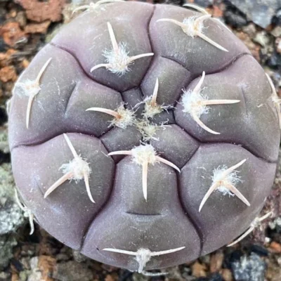 3PCS Gymnocalycium prochazkianum cactus Succulent Home Garden Bonsai plants