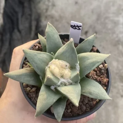 9.7CM Ariocarpus Retusus cactus Succulent Plant Ariocarpus seedgrowth WYSIWYG055