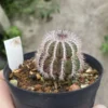 RareSucculent plant Uebelmannia pectinifera seedgrowth WYSIWYG
