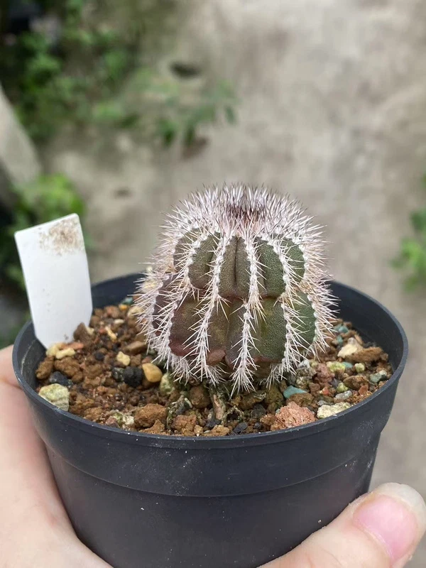 RareSucculent plant Uebelmannia pectinifera seedgrowth WYSIWYG