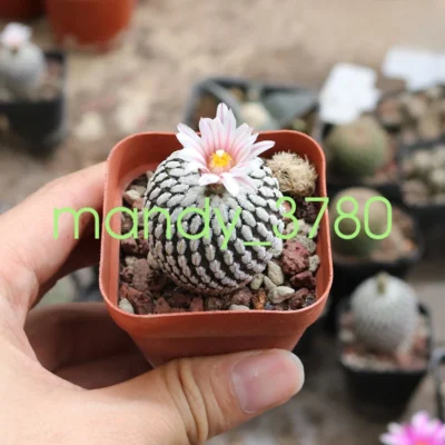 2.5-3cm Cactus Succulent Turbinicarpus pseudopectinatus Plant Home Plant