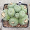 Multi Heads Ariocarpus 'Godzilla' SeedGrown Raresuculents LF WYSIWYG 81