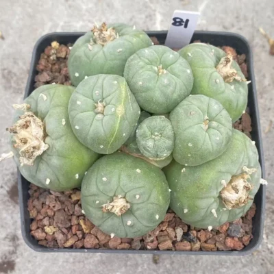 Multi Heads Ariocarpus 'Godzilla' SeedGrown Raresuculents LF WYSIWYG 81