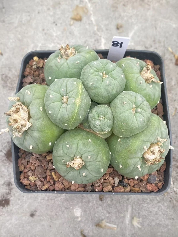 Multi Heads Ariocarpus 'Godzilla' SeedGrown Raresuculents LF WYSIWYG 81