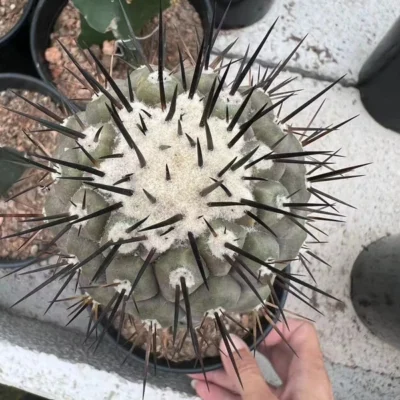 RareSucculent plants Copiapoa cinerea Garden Décor Boutique 5-6CM