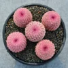 3PCS RareSucculent cactus Plants echinocereus rigidissimus home plant ownroot