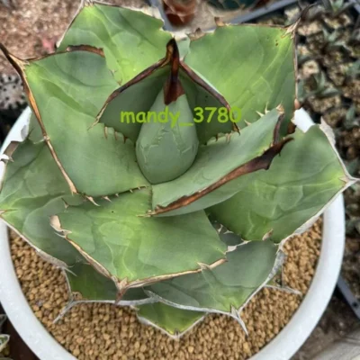 Rarecactus Succulent Plant Agave Titanota Juggernaut Home Garden Plants 6-7cm