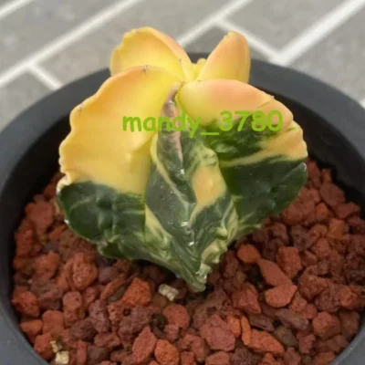 Astrophytum myriostigma cv. Fukury variegated WYSIWYG RareCactus seedgrowth