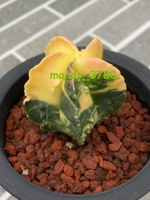 Astrophytum myriostigma cv. Fukury variegated WYSIWYG RareCactus seedgrowth