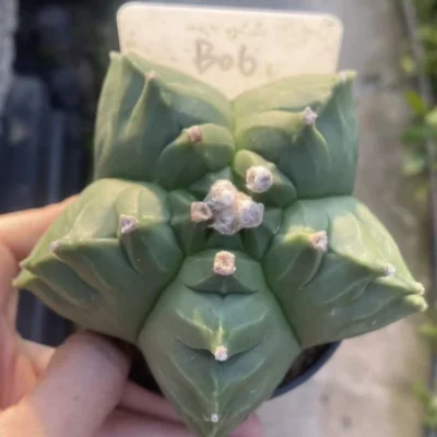 Astrophytum myriostygma 'Kikko' Seedgrown Raresuculents plants WYSIWYG #B06