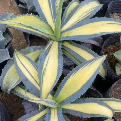 RareSucculent Plant Agave americana var. mediopicta Alba Garden Décor Boutique