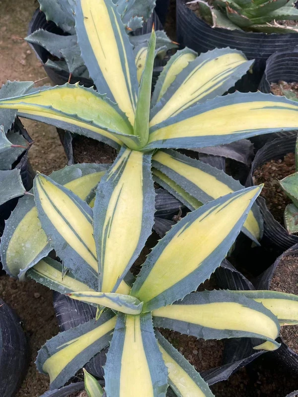 RareSucculent Plant Agave americana var. mediopicta Alba Garden Décor Boutique