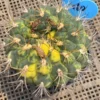 Rarecactus SucculentGymnocalycium saglionis variegated Plant seedgrowth WYSIWYG