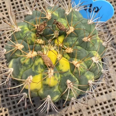 Rarecactus SucculentGymnocalycium saglionis variegated Plant seedgrowth WYSIWYG