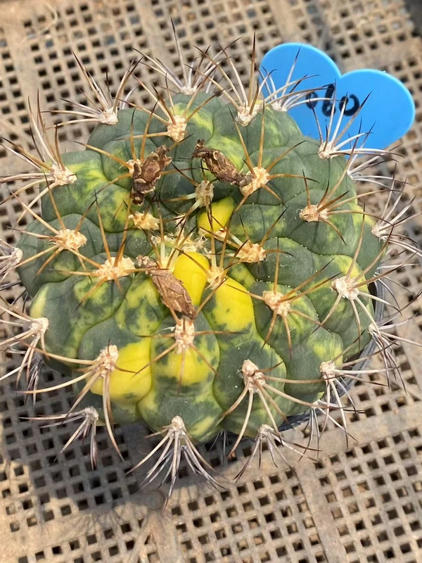 Rarecactus SucculentGymnocalycium saglionis variegated Plant seedgrowth WYSIWYG