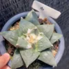 14CM Ariocarpus Retusus cactus Succulent Plant Ariocarpus seedgrowth WYSIWYG 16#