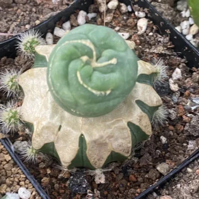 Astrophytum myriostigma f.cristata grafting with base Garden Décor Boutique 2-3C