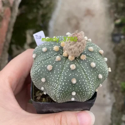 Succulent Plant Astrophytum asterias star shap Seedgrown WYSIWYG Unique #20