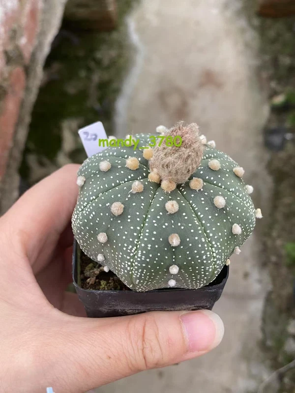 Succulent Plant Astrophytum asterias star shap Seedgrown WYSIWYG Unique #20
