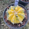 RareSucculent plant Astrophytum asterias Variegated seedgrowth WYSIWYG K14