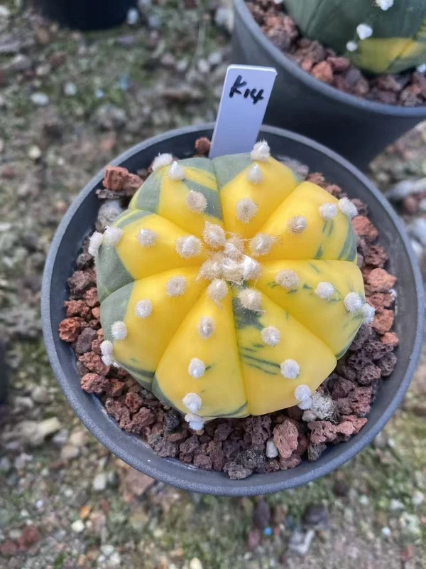 RareSucculent plant Astrophytum asterias Variegated seedgrowth WYSIWYG K14