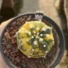 Astrophytum asterias variegated seedgrowth succulent cactus Boutique WYSIWYG 044