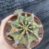 Gymnocalycium mihanovichii variegate Succulent plants Garden WYSIWYG
