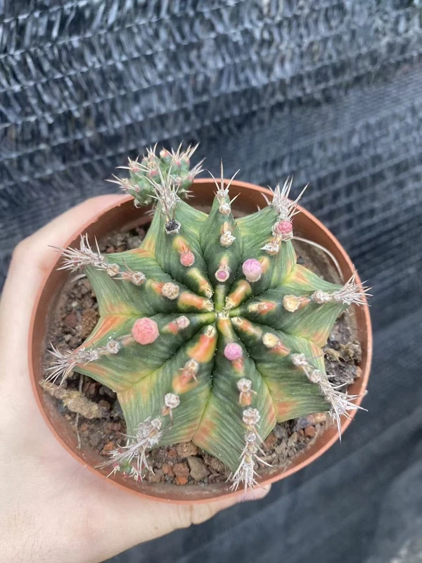 Gymnocalycium mihanovichii variegate Succulent plants Garden WYSIWYG
