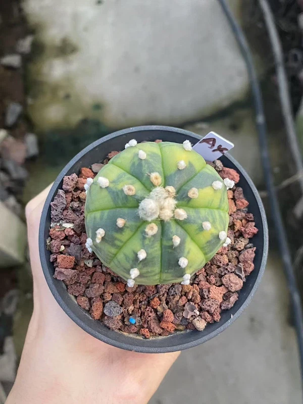 SucculentCactusPlant Astrophytum Asterias Variegated Cactaceae WYSIWYGUnique A4